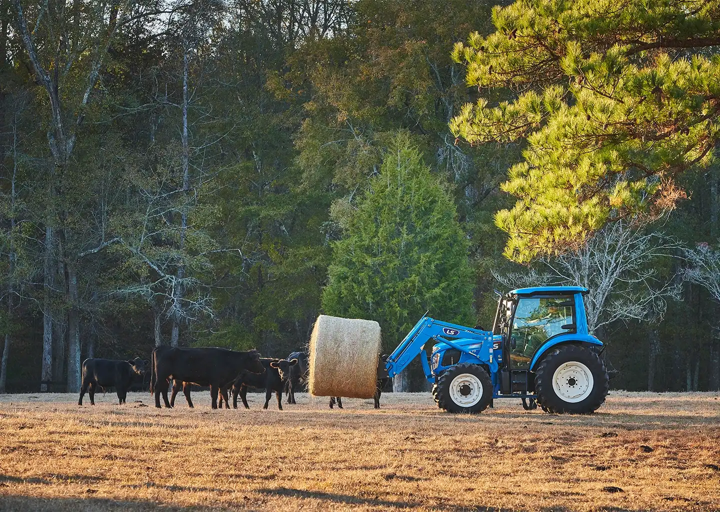 a tractor carrying a bale of hay with cows gathering